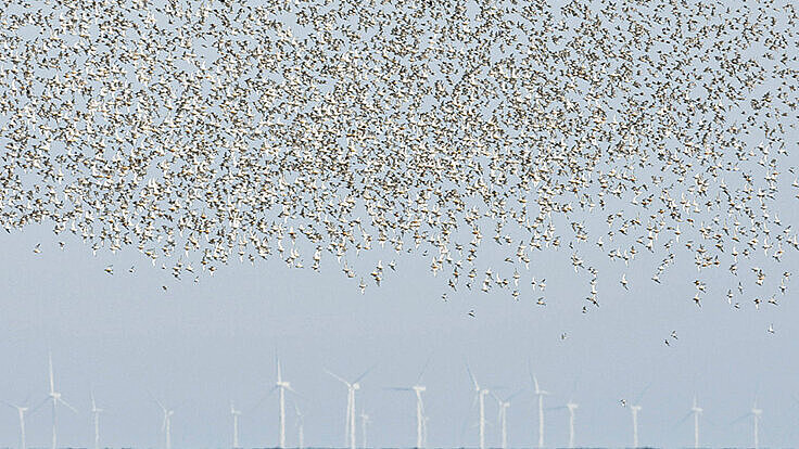 Zugvögel und Windkraftanlage